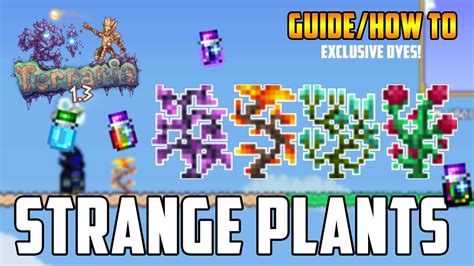terraria dyes|strange plant terraria.